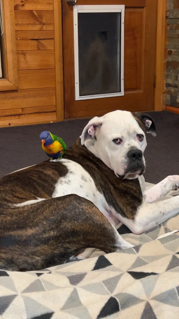 Image of lorikeet bird sitting on bulldog