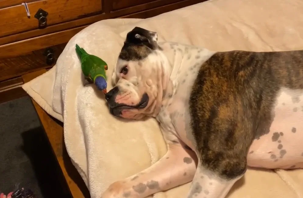 Image of lorikeet bird and bulldog