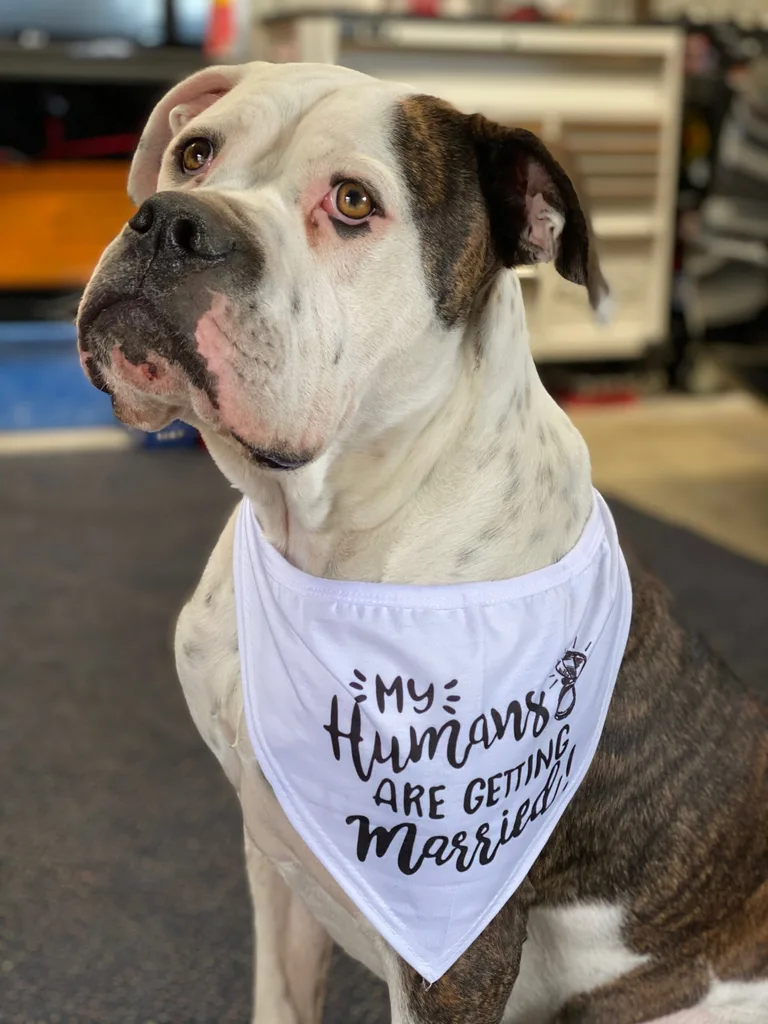 Image of bulldog wearing marry me bandana