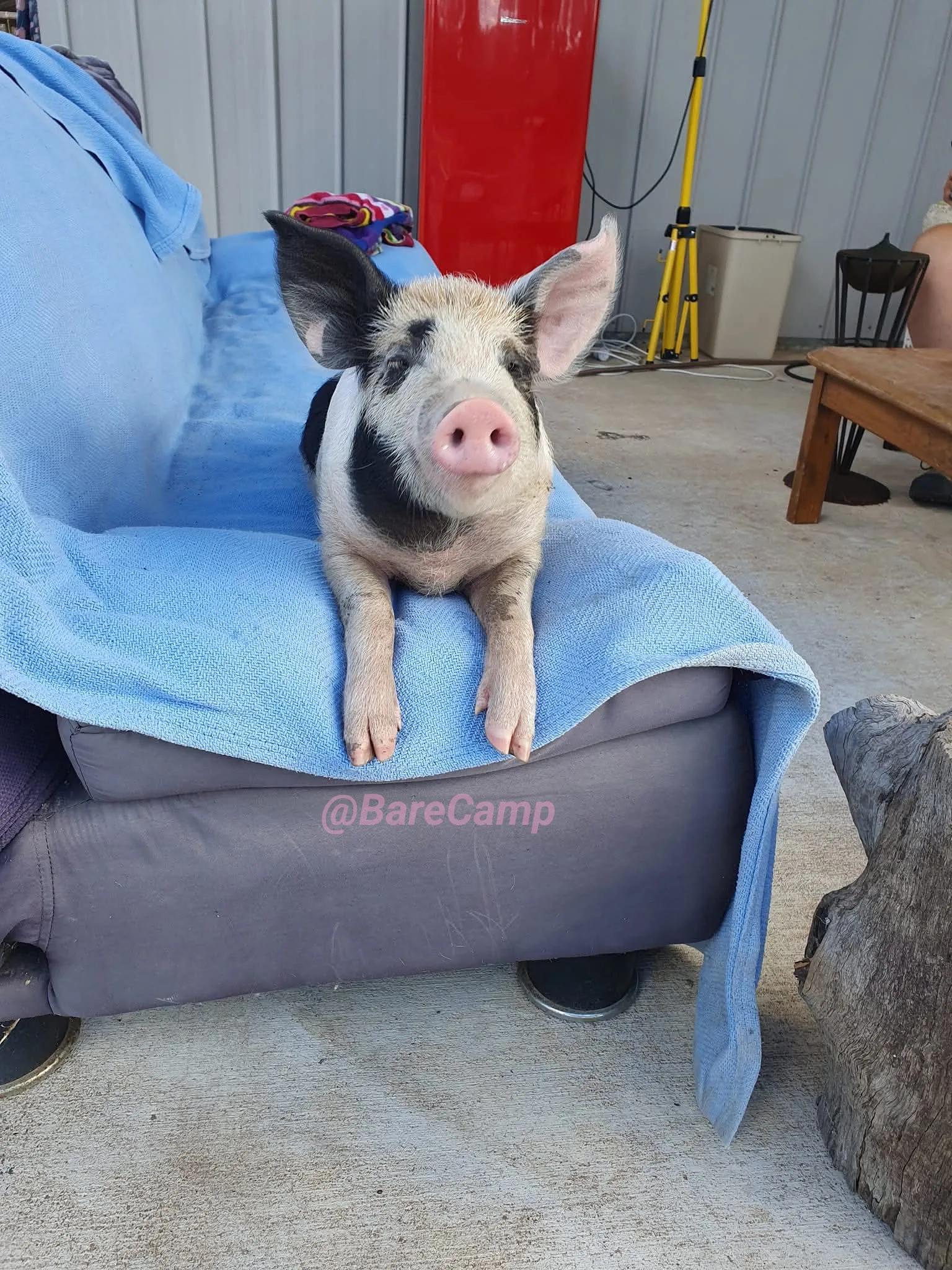 Image of rescue pig
