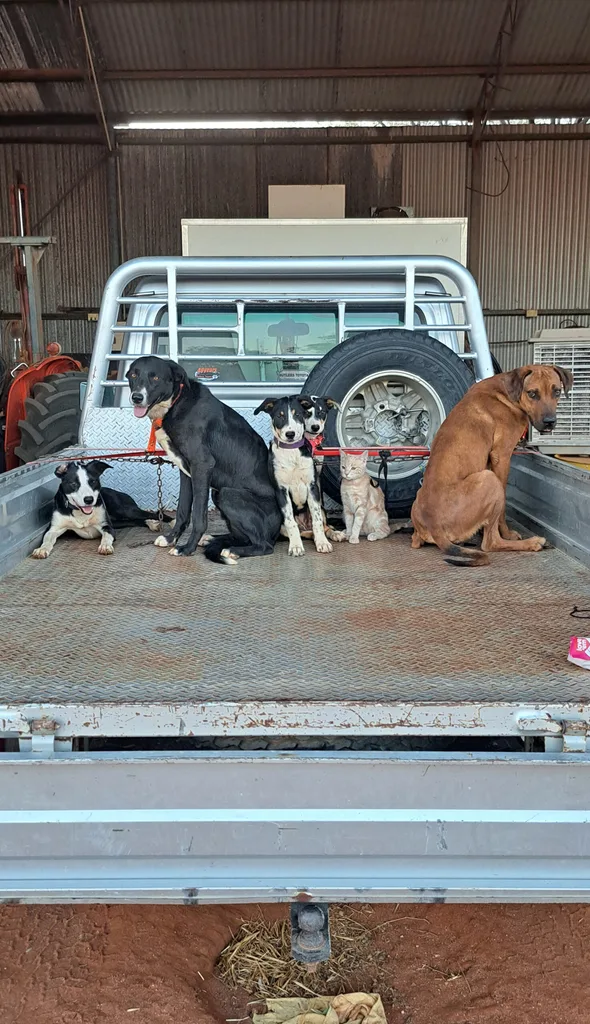 Dogs and a cat on a farm truck