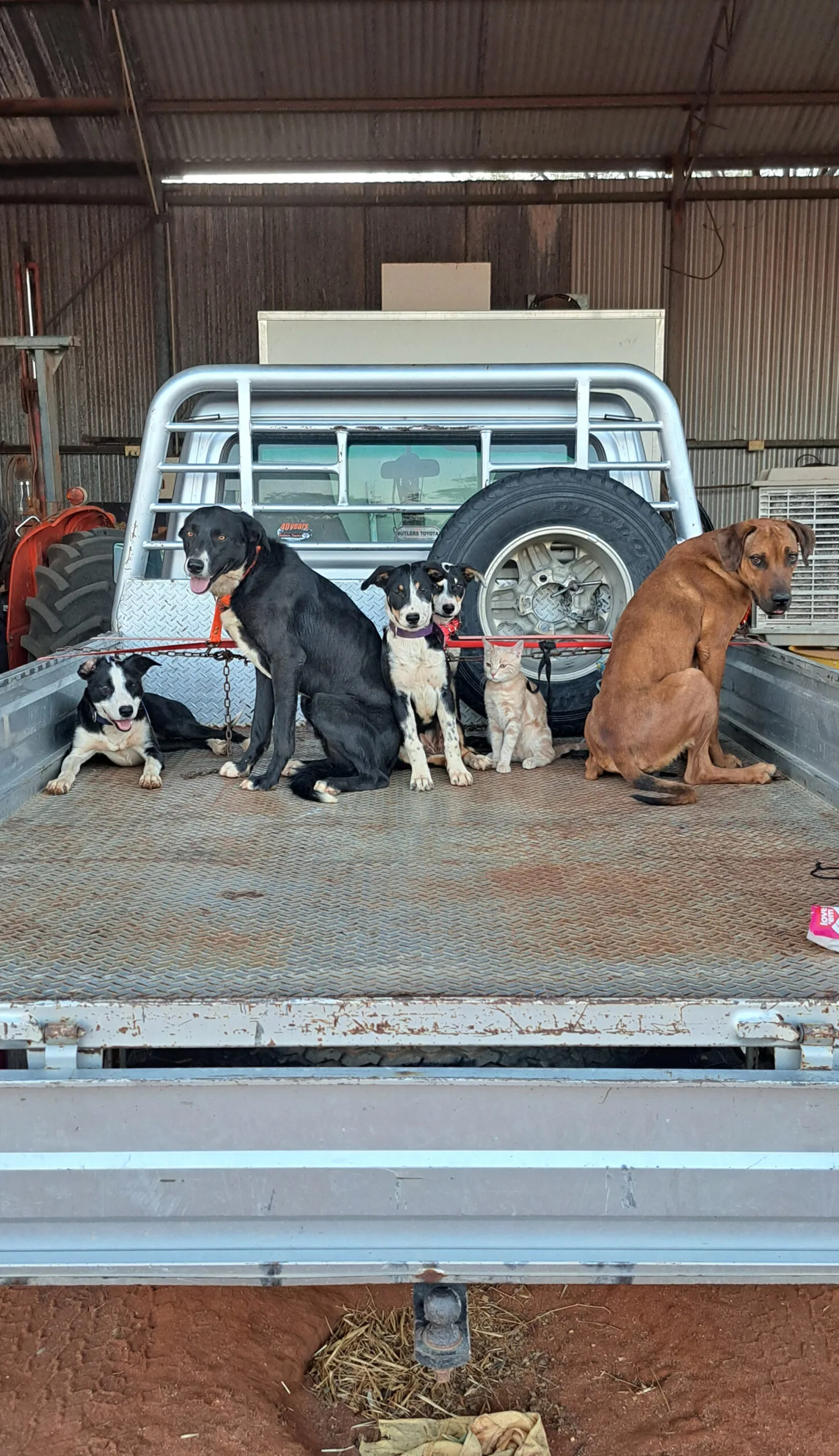 Dogs and a cat on a farm truck