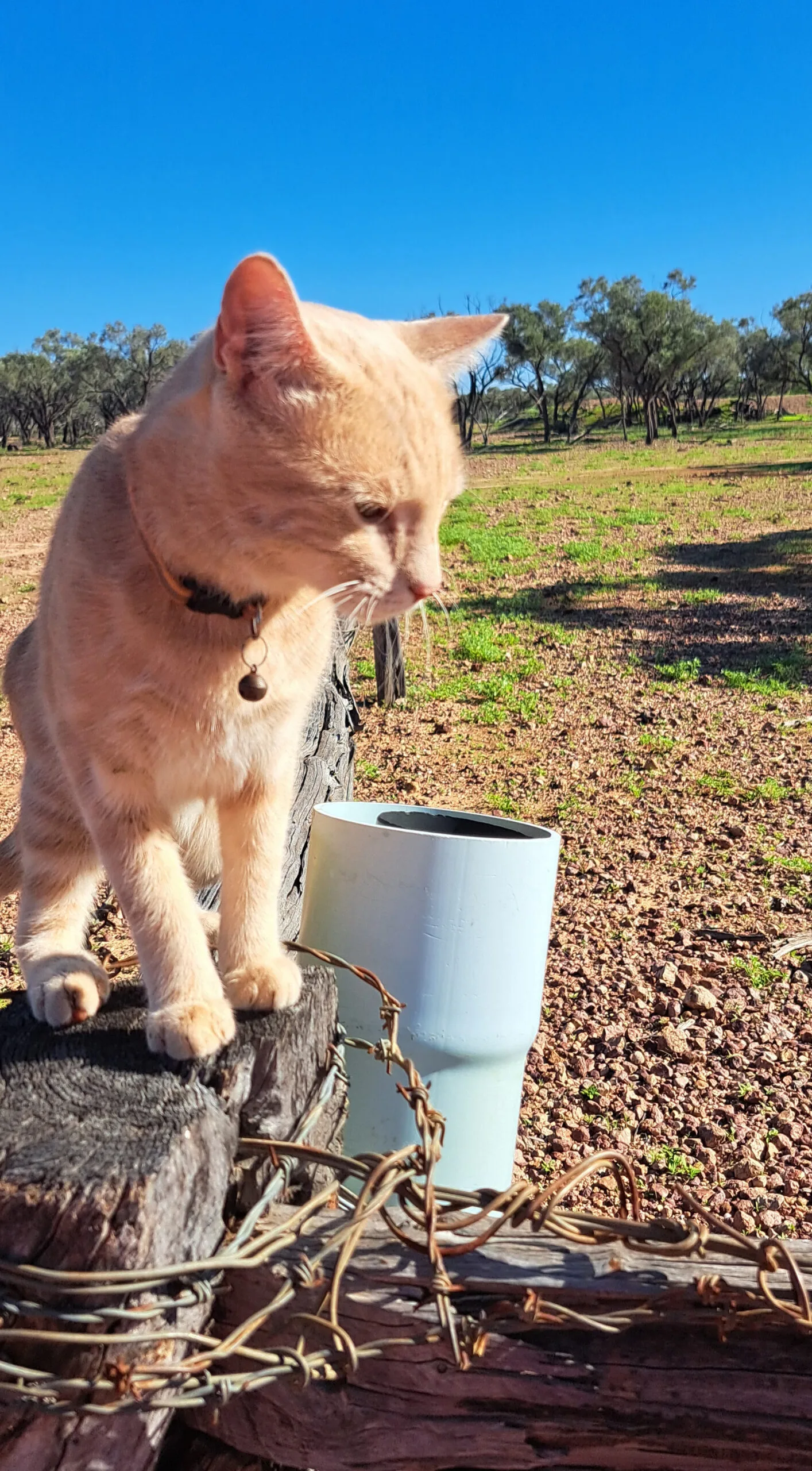 Cat sitting on a farm gate
