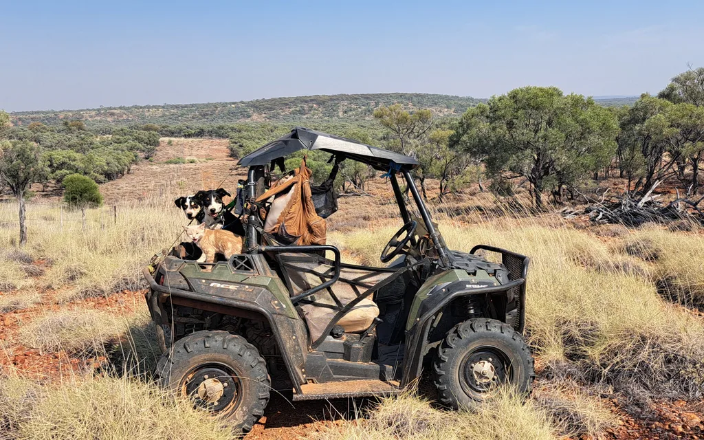 Cat and dogs on a farm vehicle