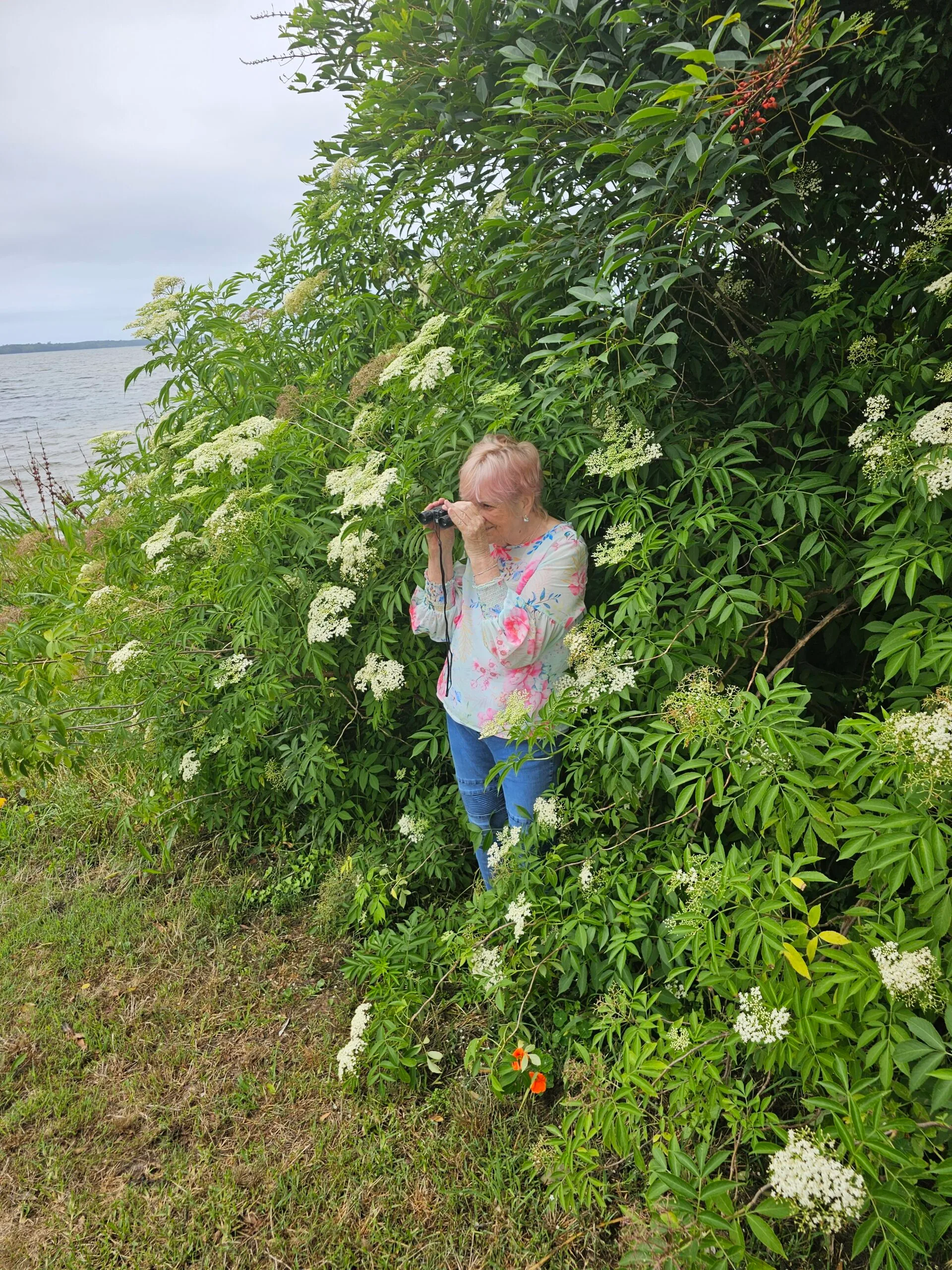 Elderly woman with pink hair, wearing blouse with floral pattern, holding up binoculars in front of bush.