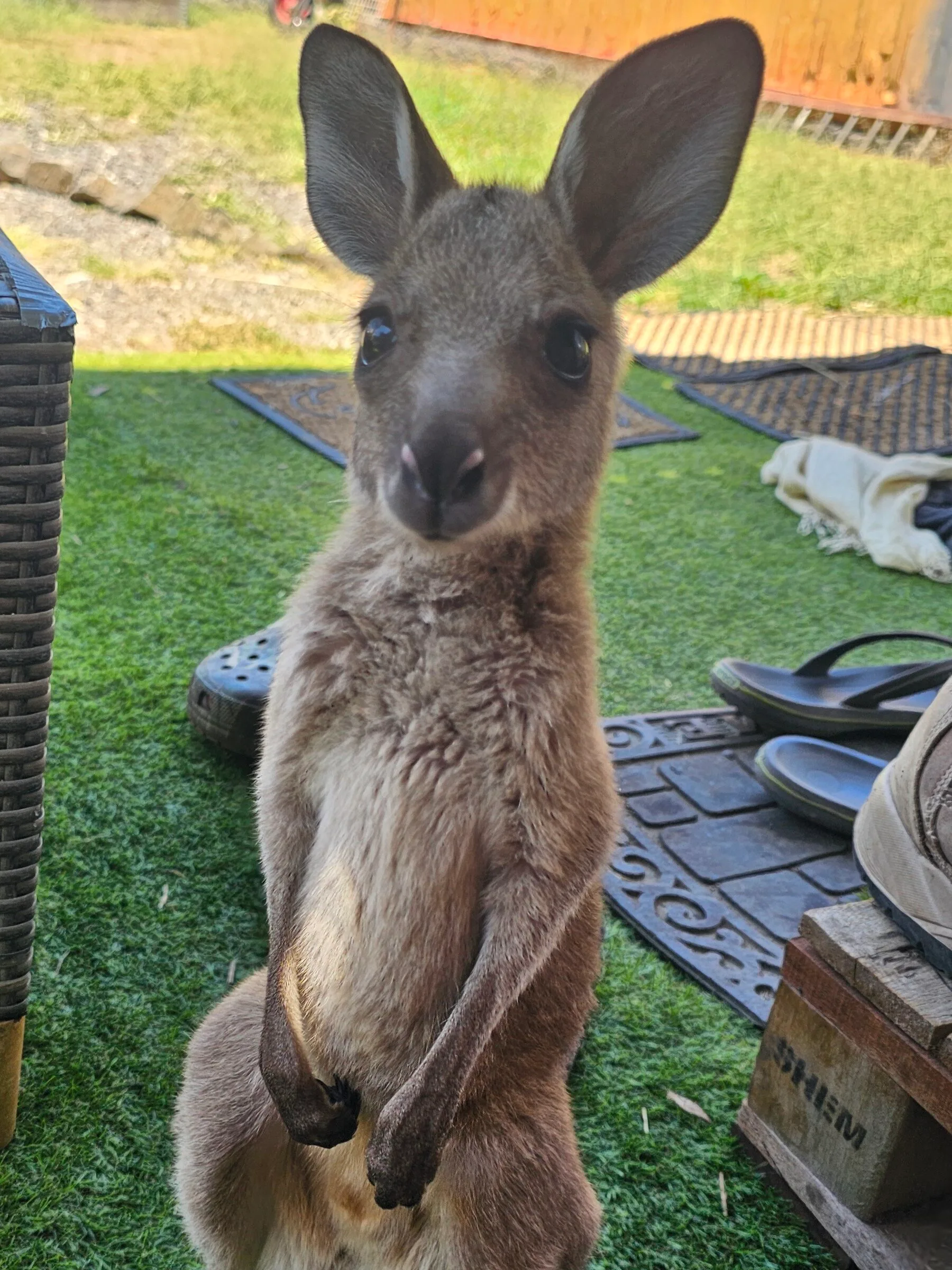 Image of a rescue kangaroo