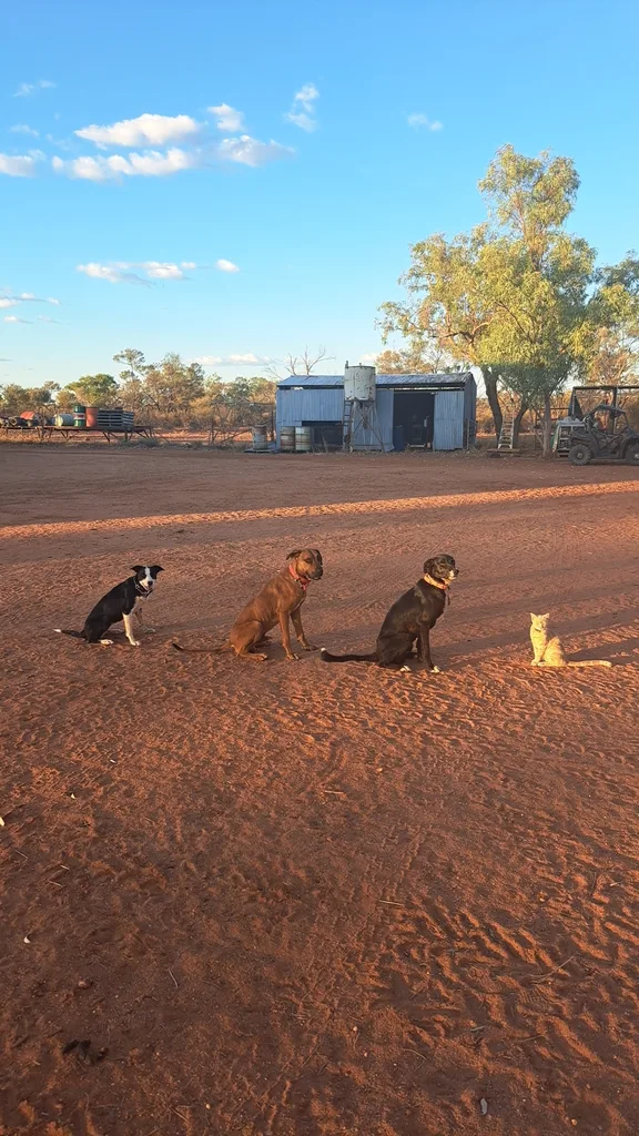 Dogs and a cat on a farm property