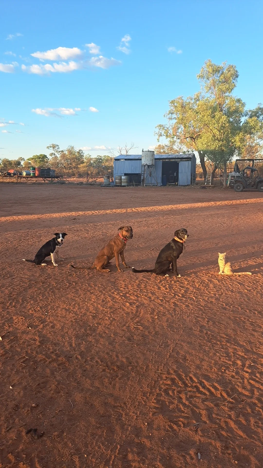 Dogs and a cat on a farm property