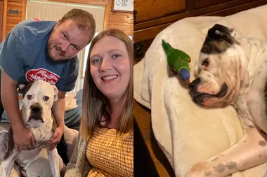 Image on left - husband, wife and American bulldog. Image on right - lorikeet and bulldog best friends