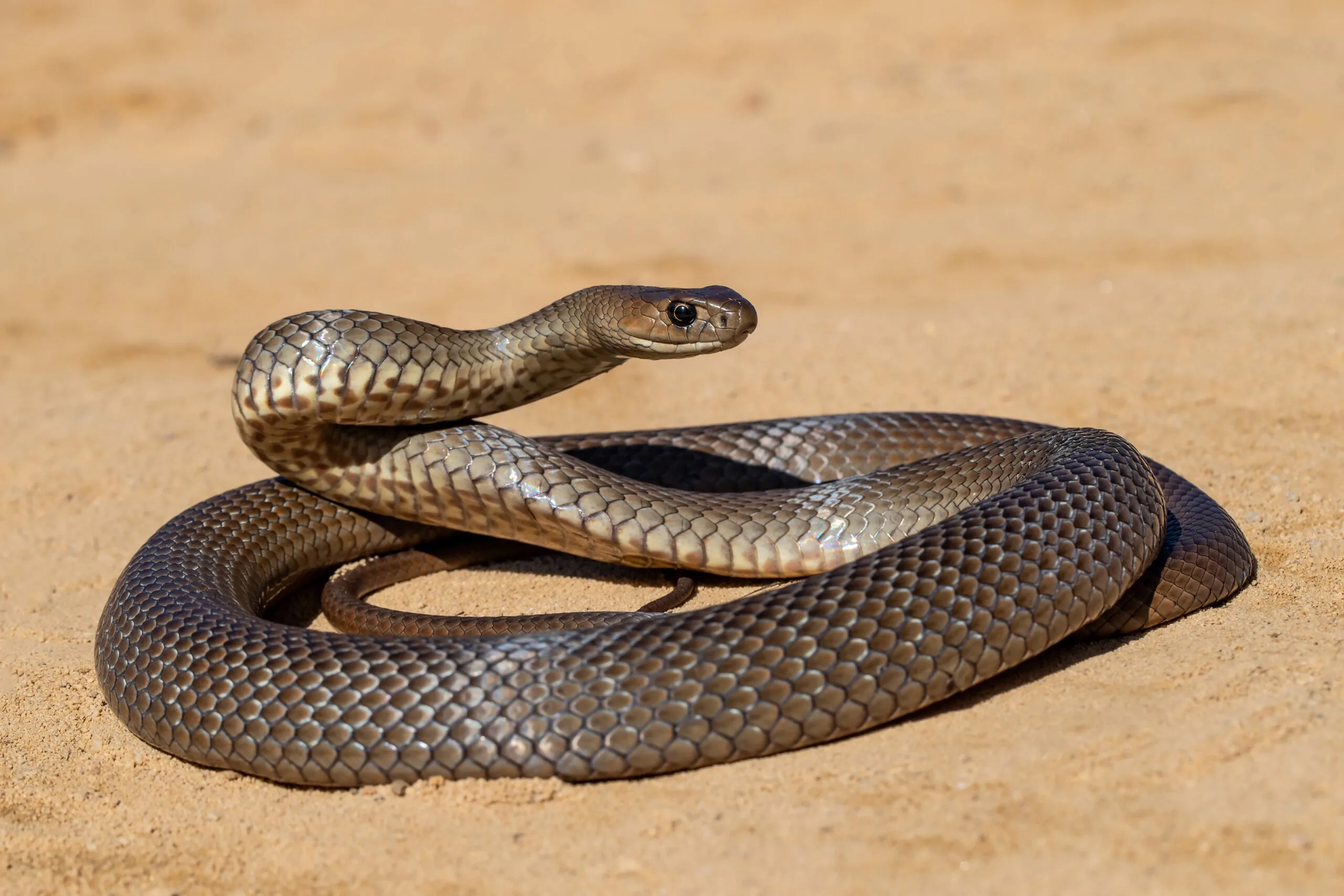 The Australian Eastern Brown snake is the second most venomous snake in the world.