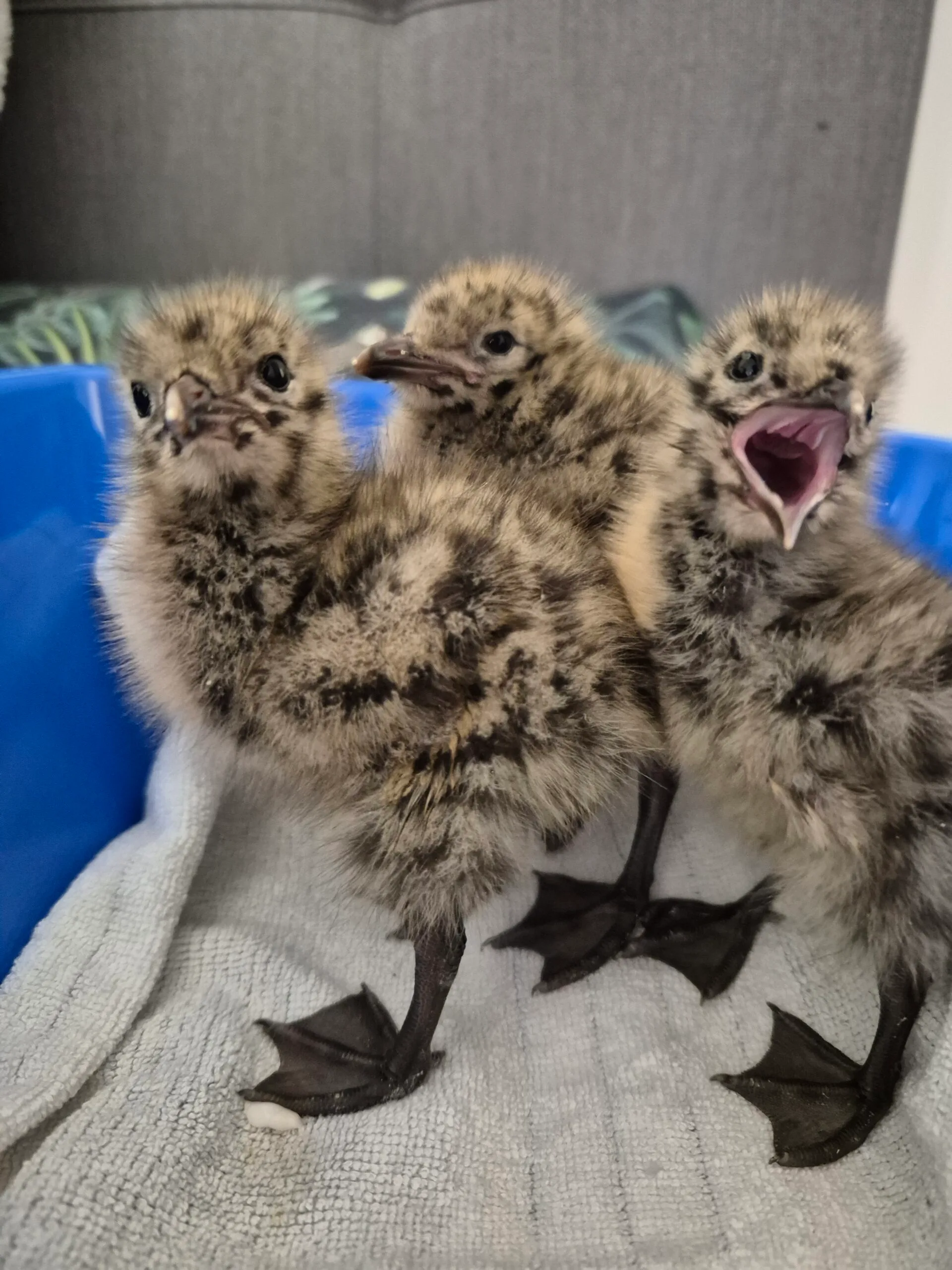 As well as caring for sea creatures, Amanda has also cared for sea birds.