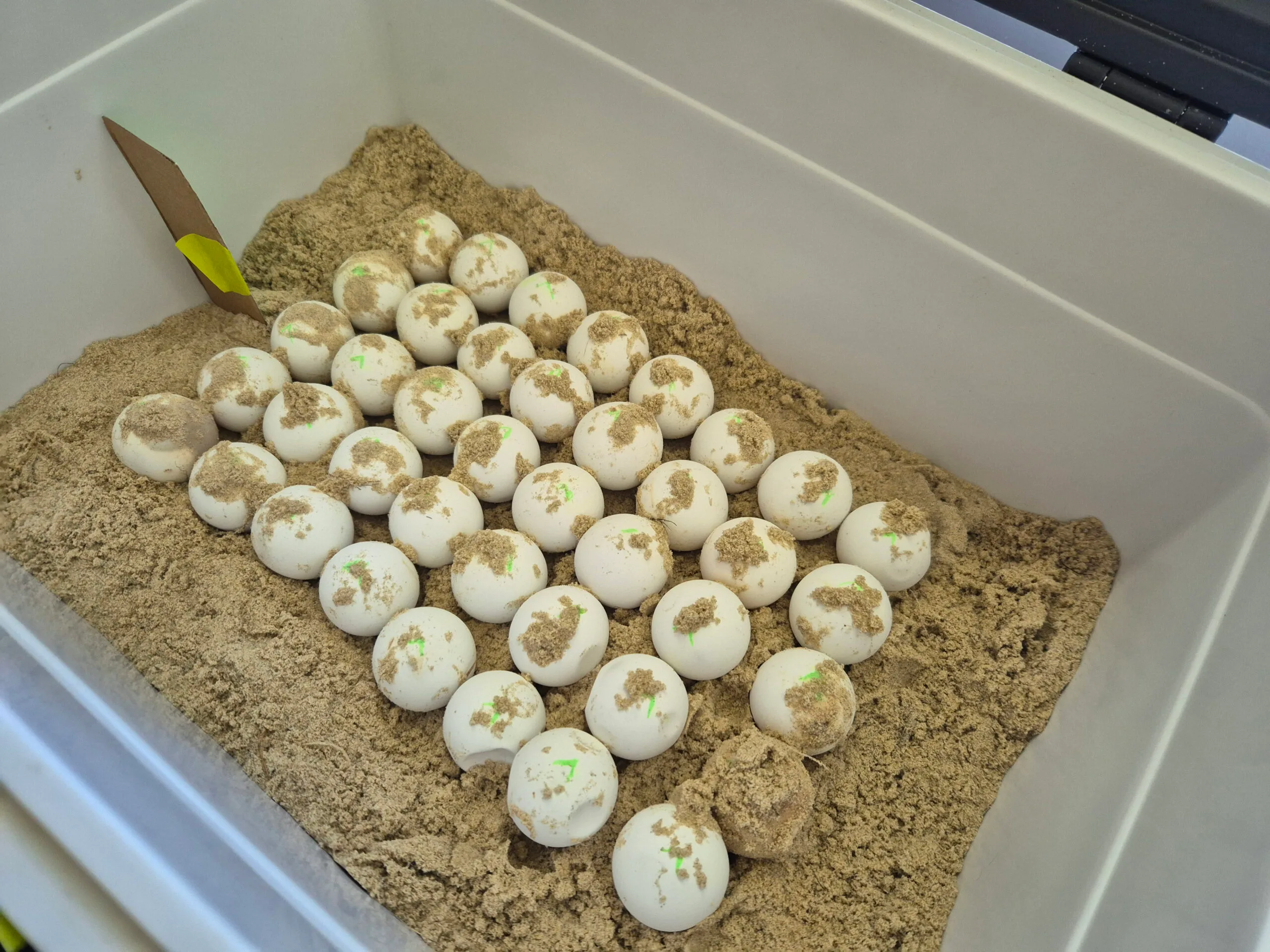 Amanda turned her spare room into an incubatory