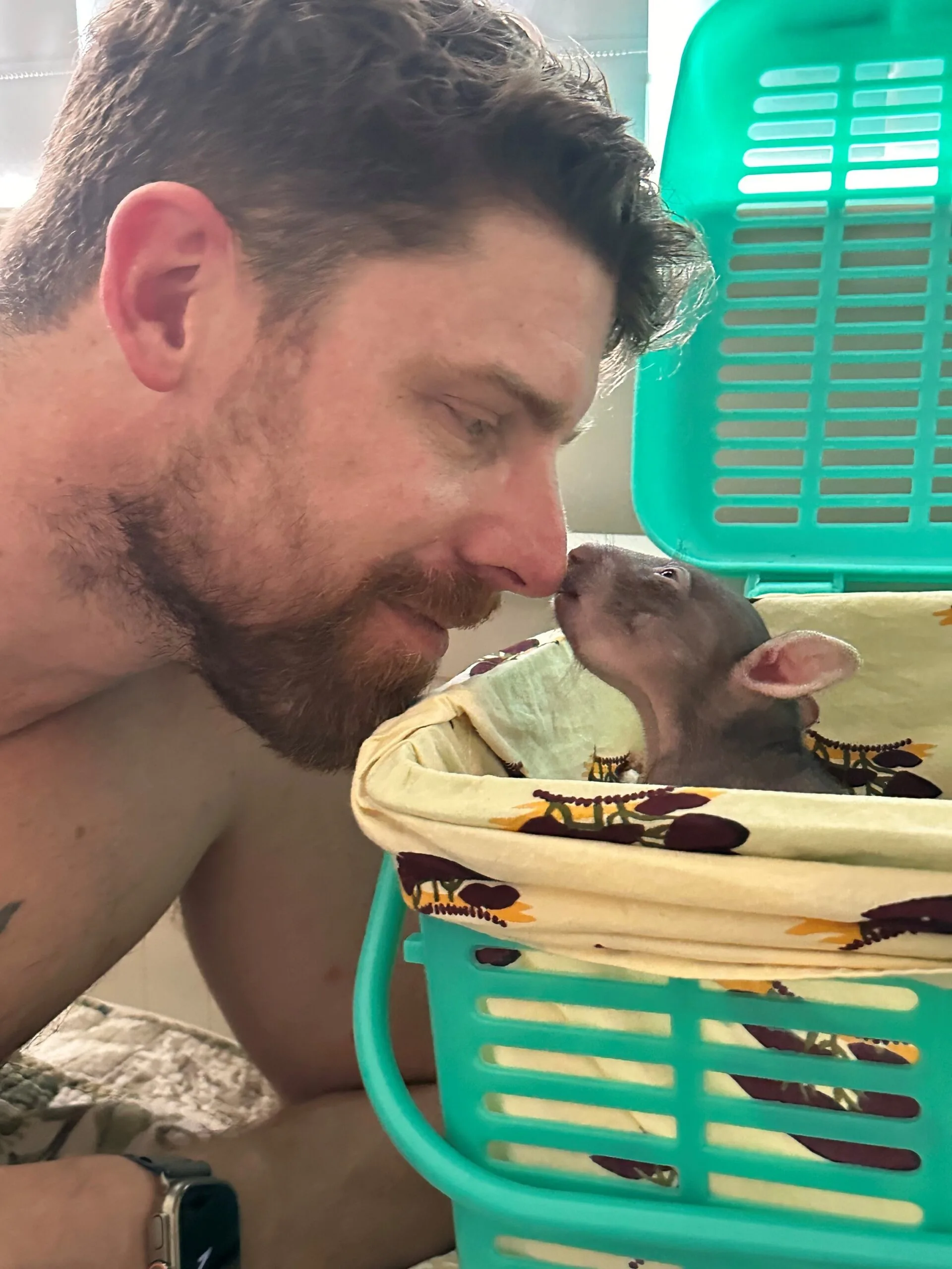 Image of wildlife carer touching noses with baby wombat