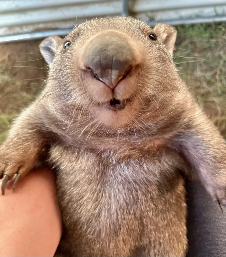 Image of a wombat