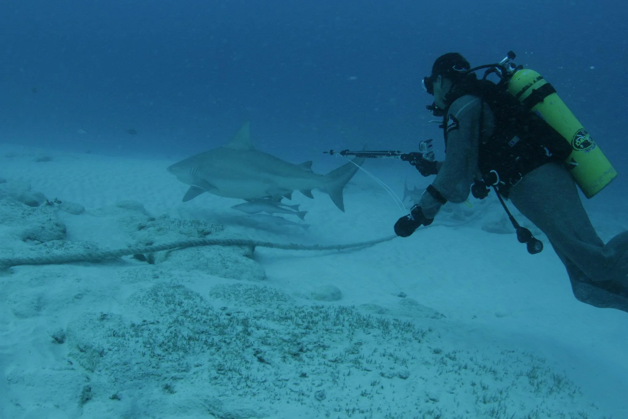 man holding tag gun and shark underwater 
