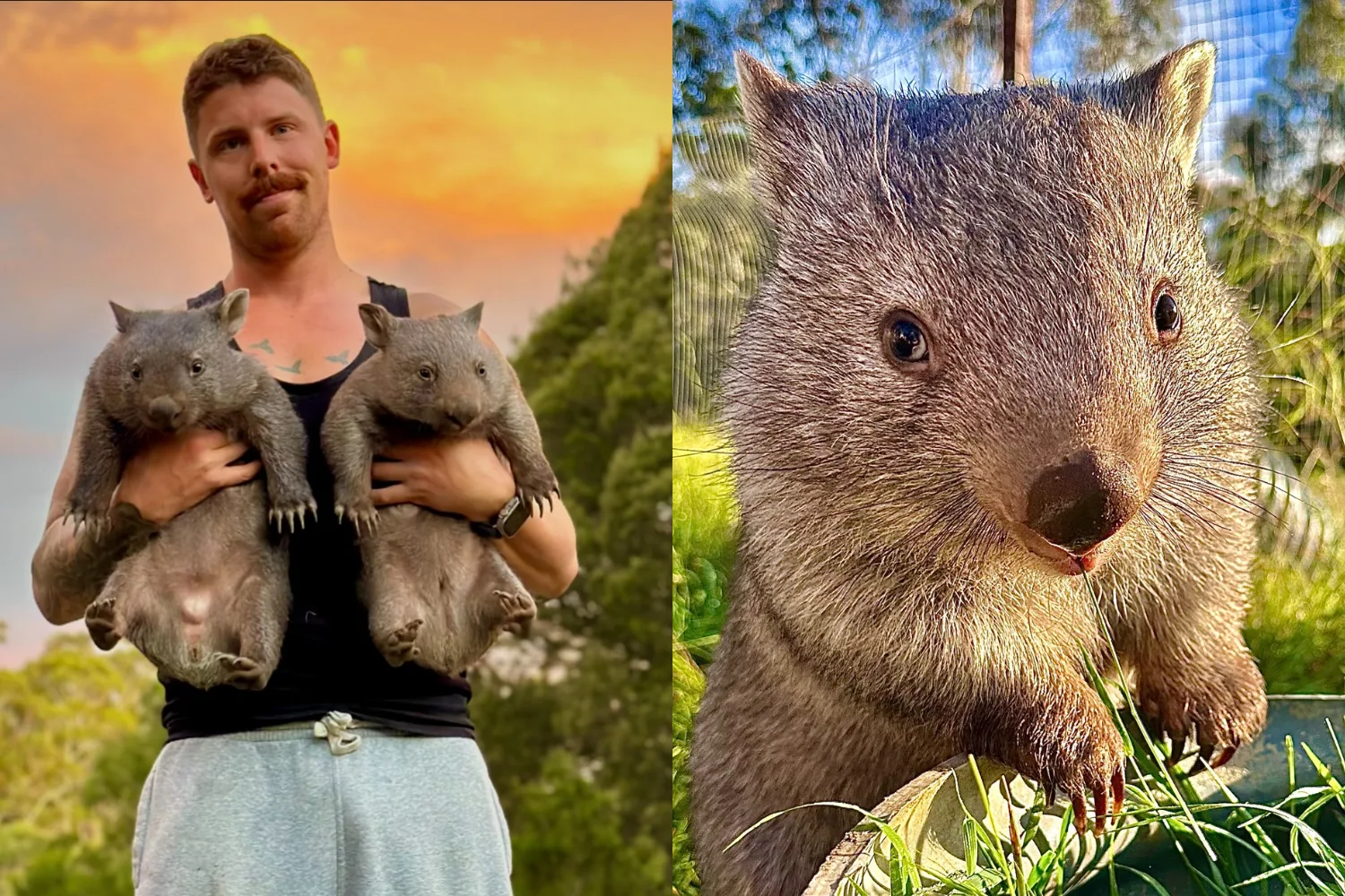 Image on left - Wildlife carer holding wombats Image on right - wombat up close