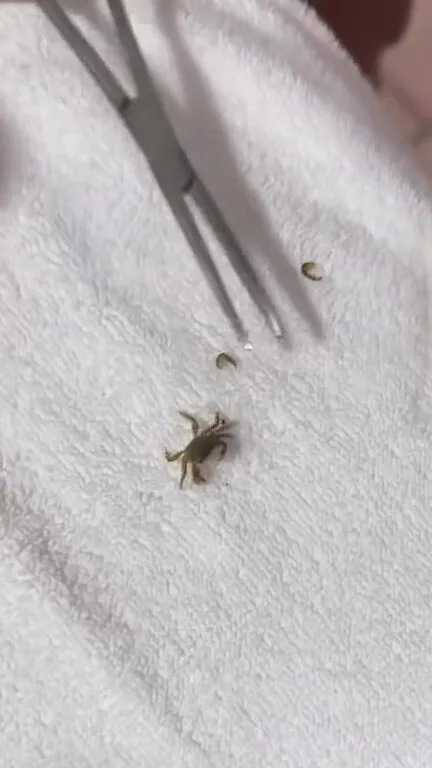 small crab on white towel 