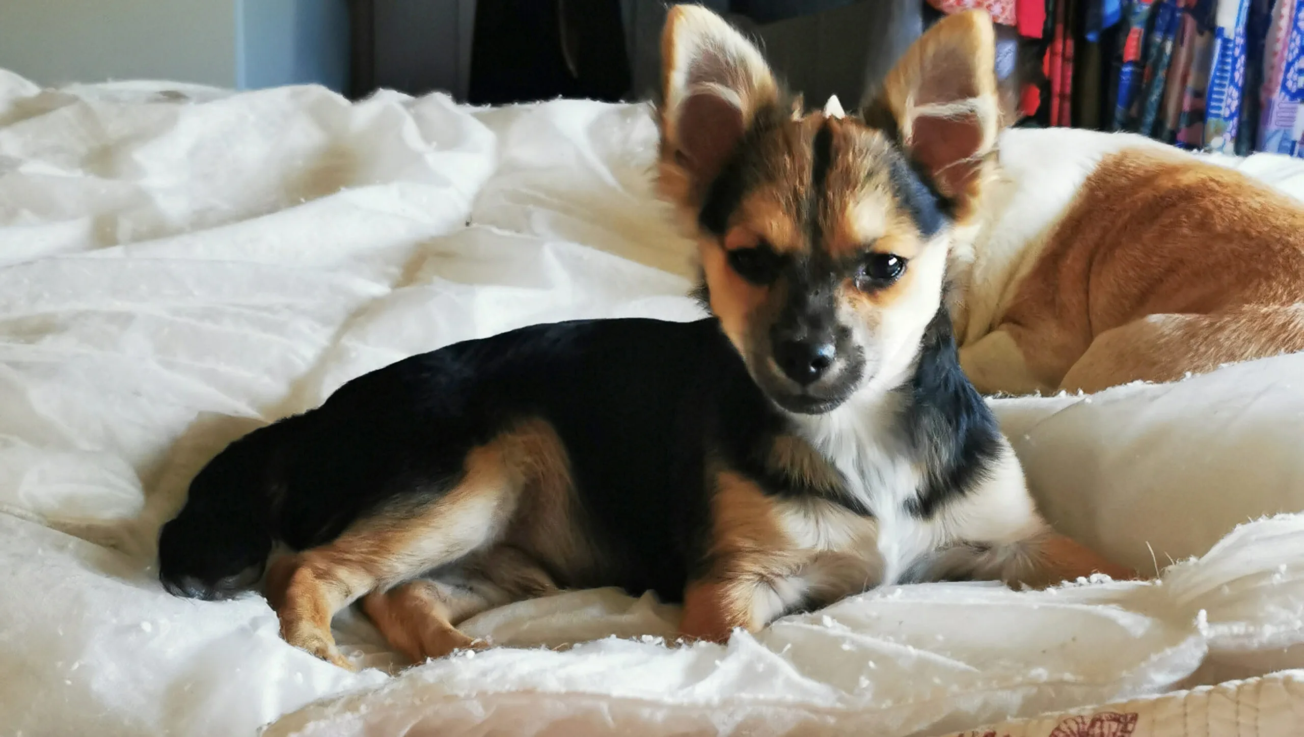 Image of chihuahua cross puppy donated at the op shop