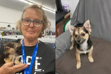 Left image - Op shop volunteer holding dog Right image - puppy donated at the op shop