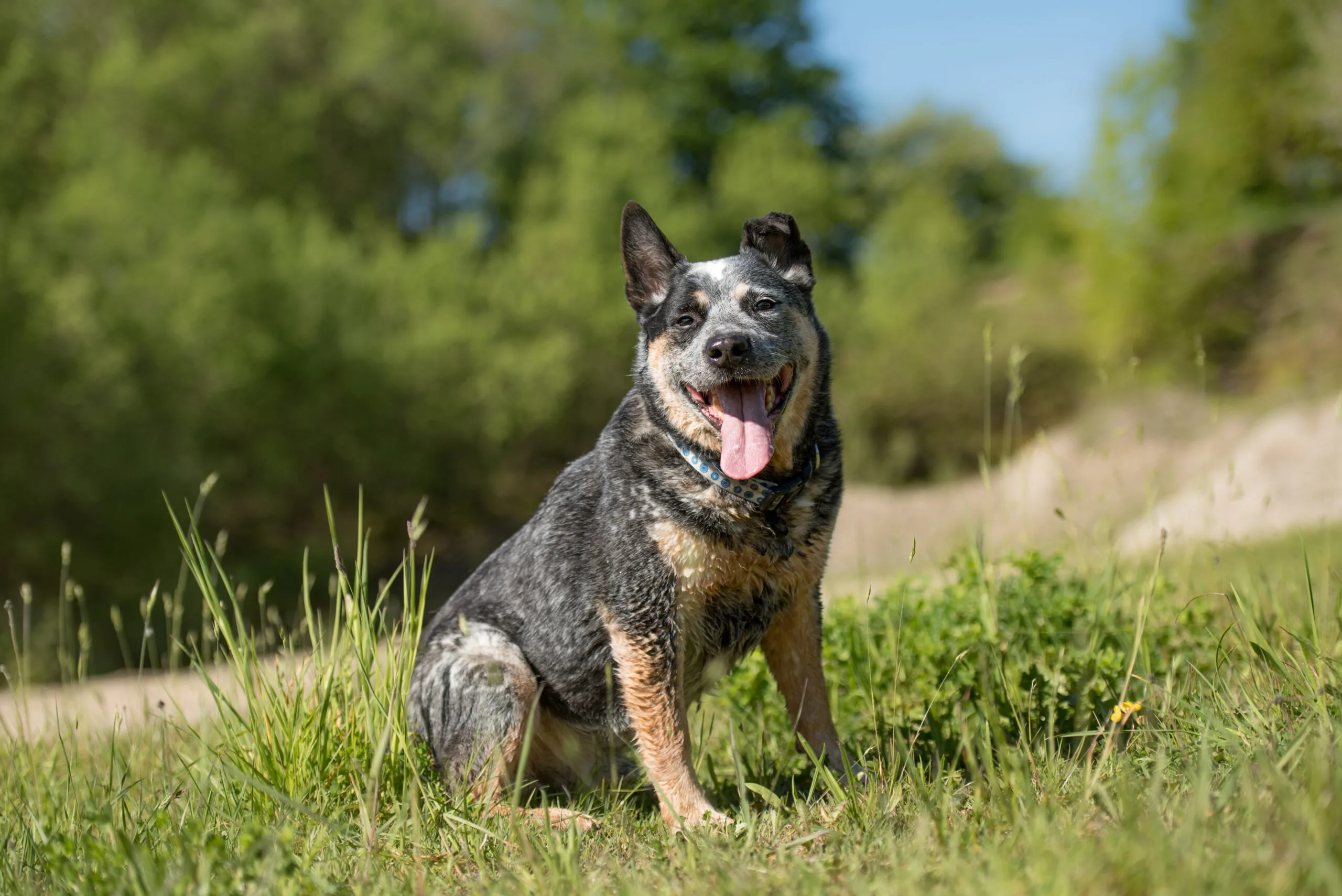 Australian Cattle Dog sitting on grass smiling at camera.