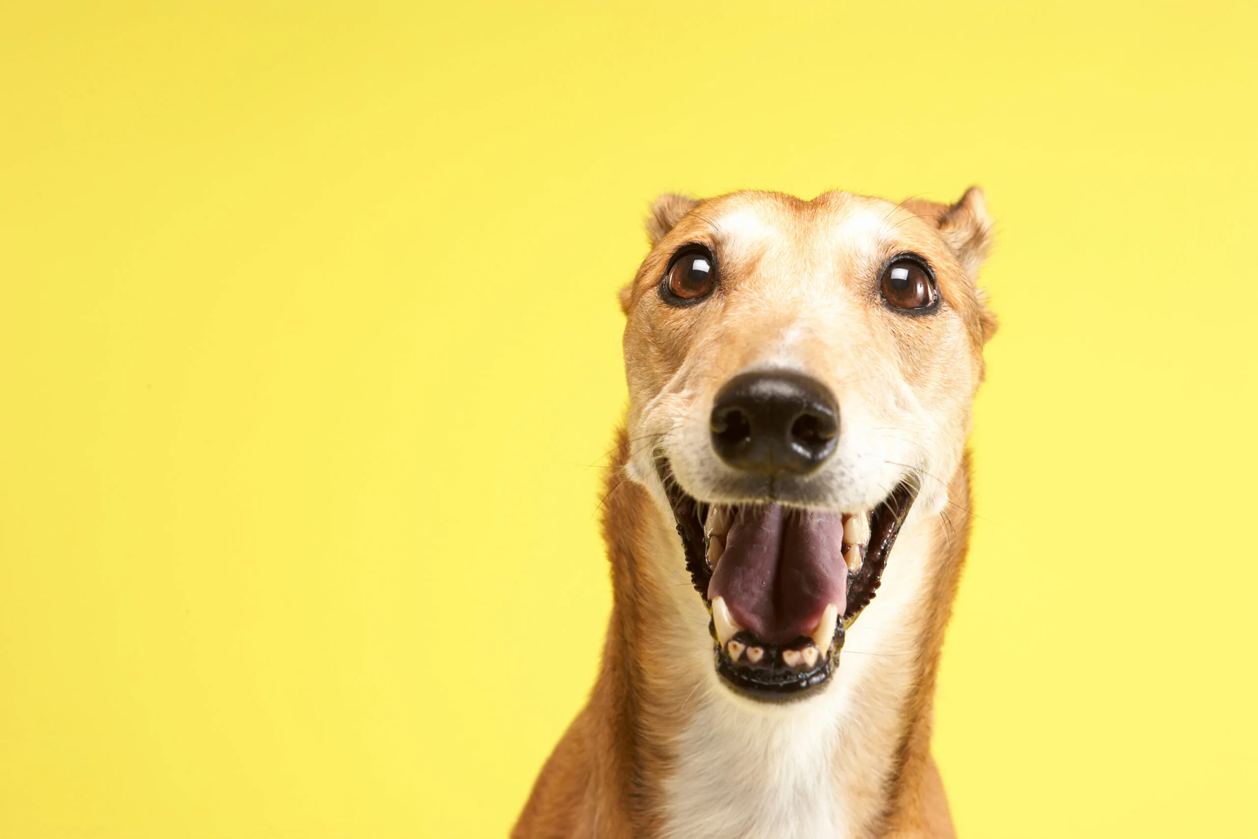 Greyhound dog smiling at camera with open mouth.