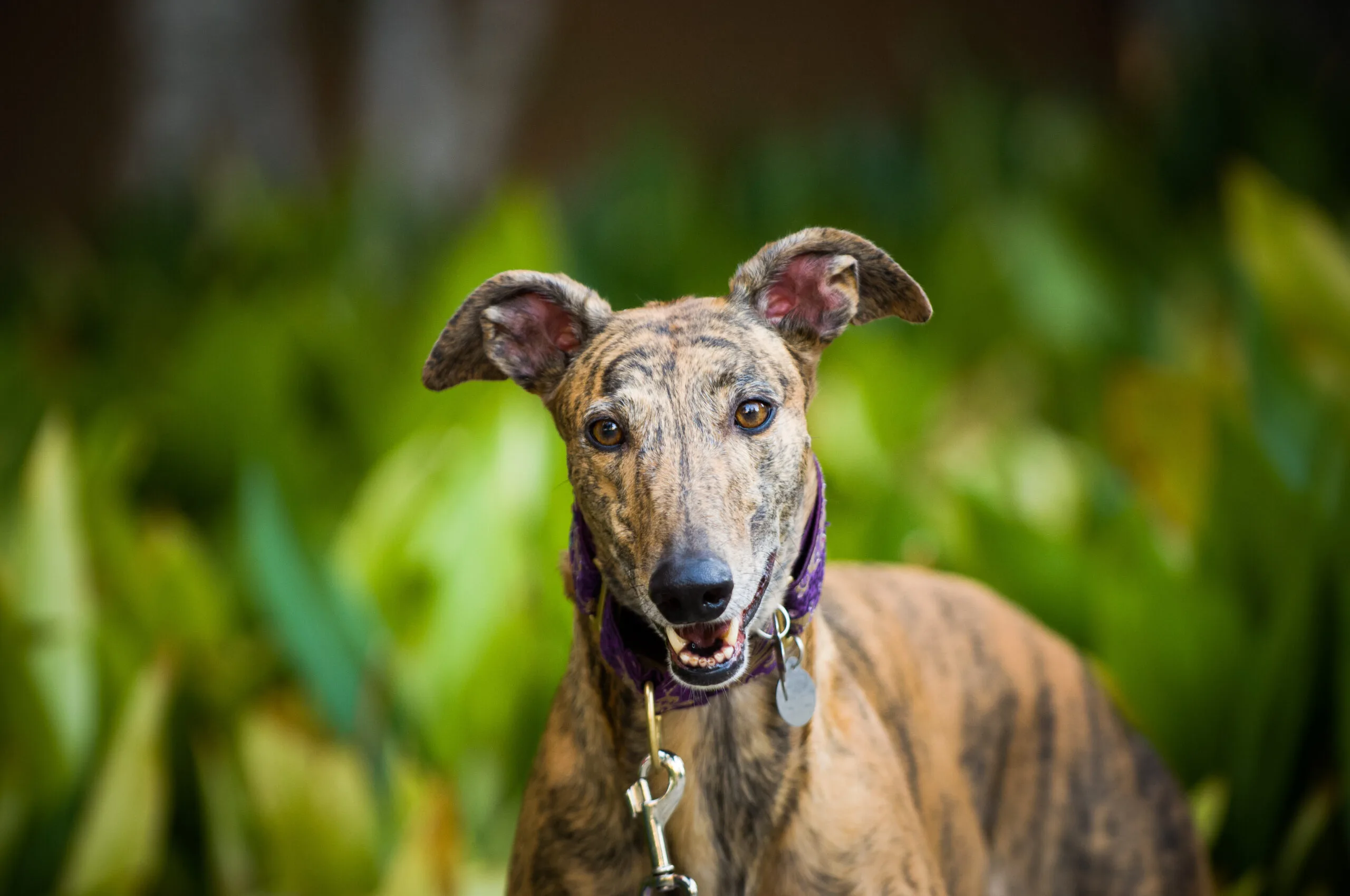 Greyhound dog smiling at canera.