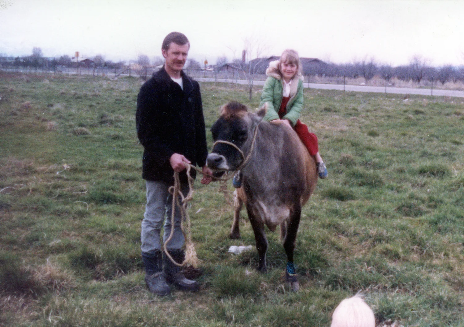 little girl on a cow and man holding the cow in field 