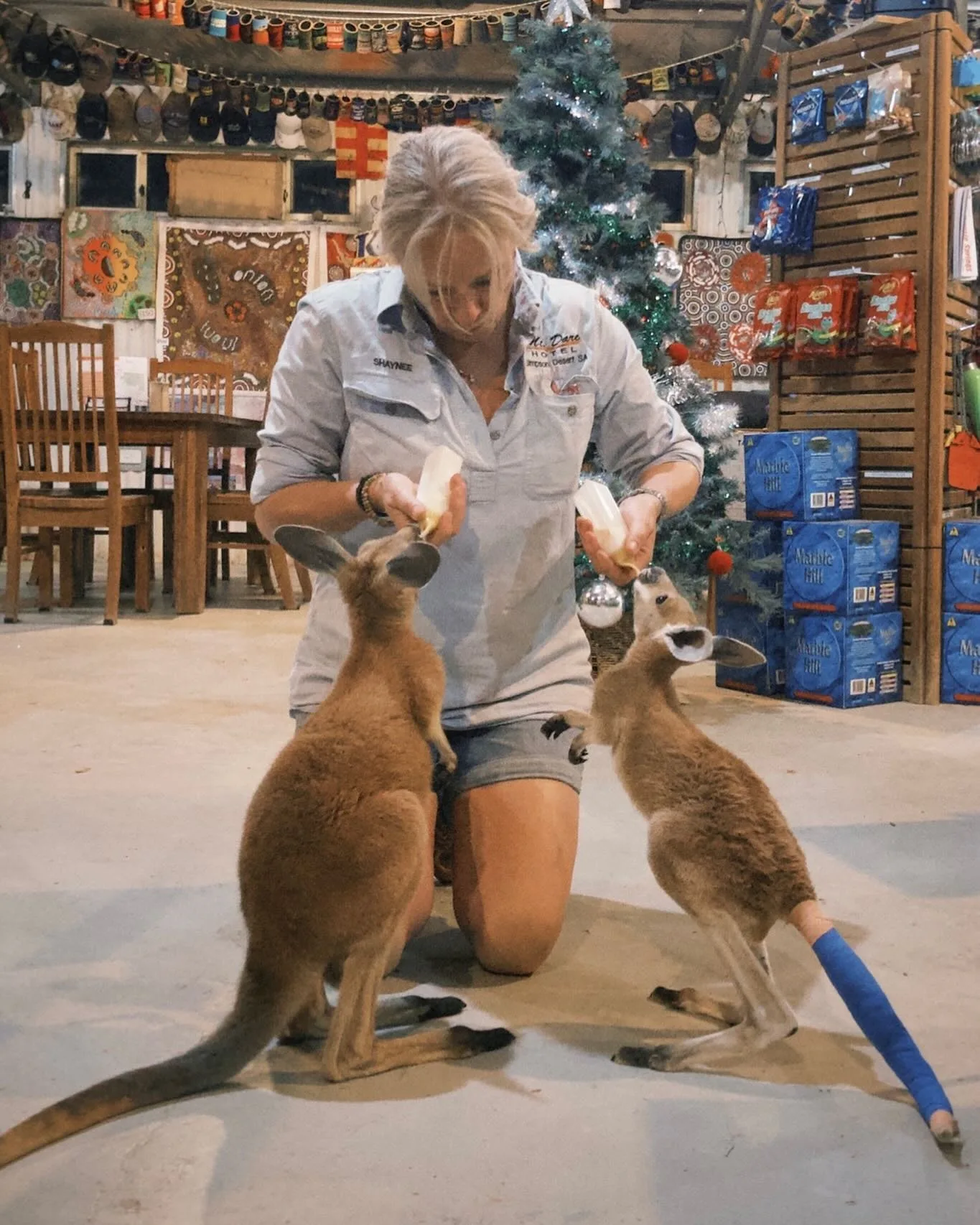 A woman feeding two rescue joey kangaroos inside an Australian Outback pub