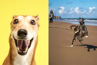 Greyhound dog smiling at camera with open mouth.