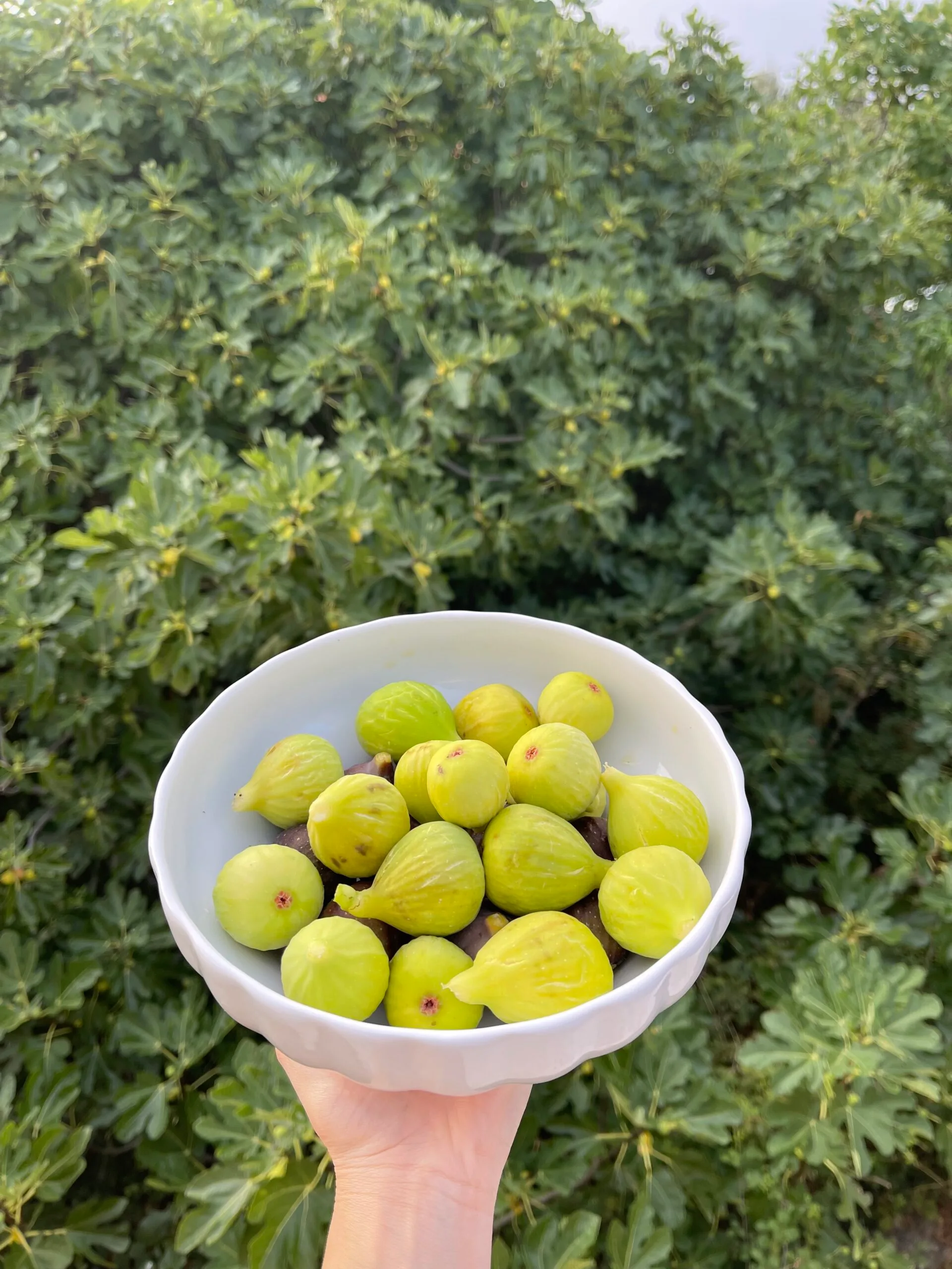 Green fresh figs in a white bowl.