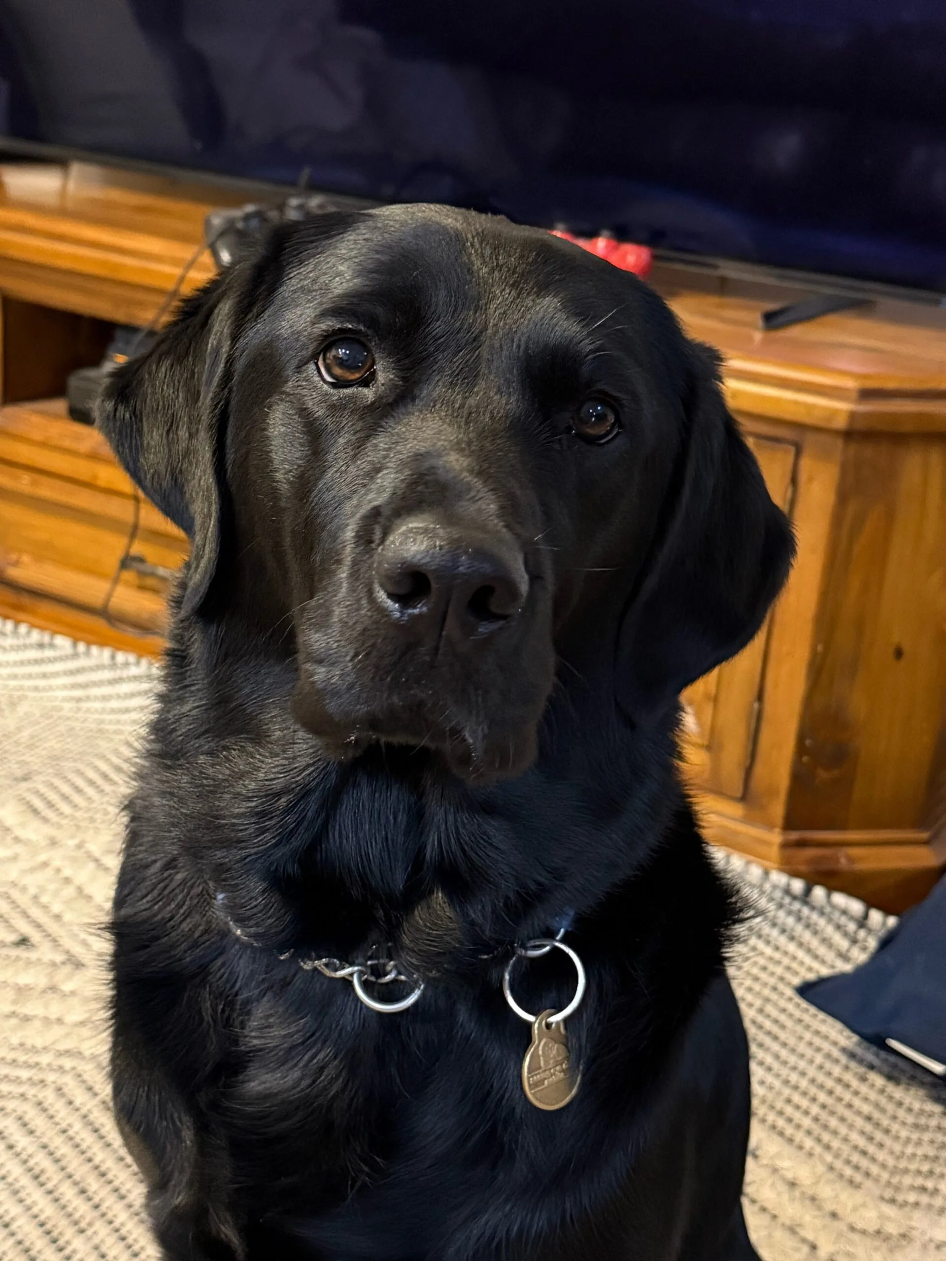 black labrador