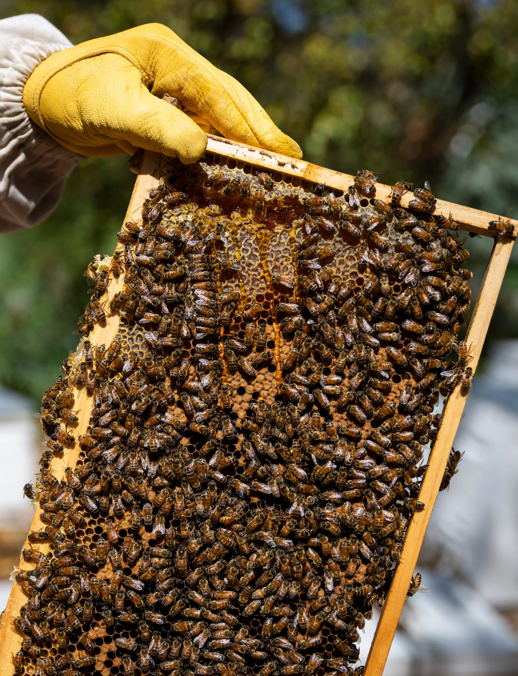 A healthy frame of brood.