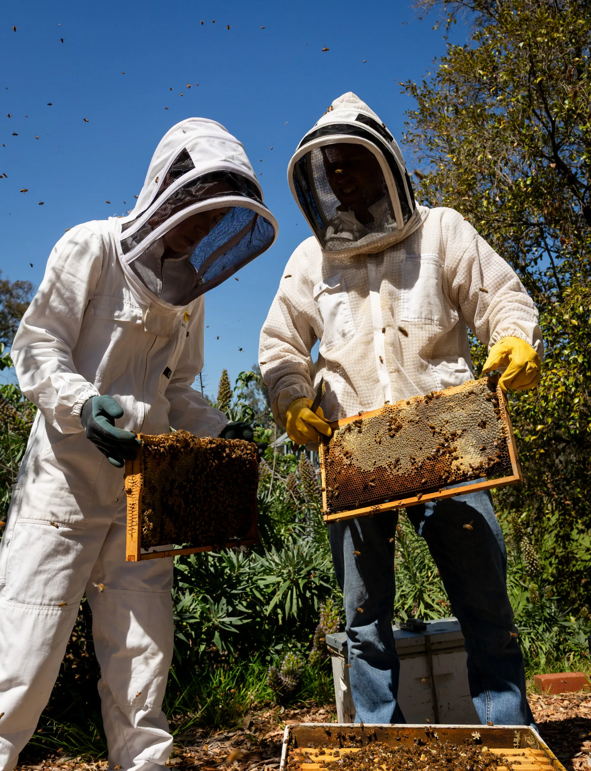 Man and woman wearing protective gear and inspecting frames of brood.