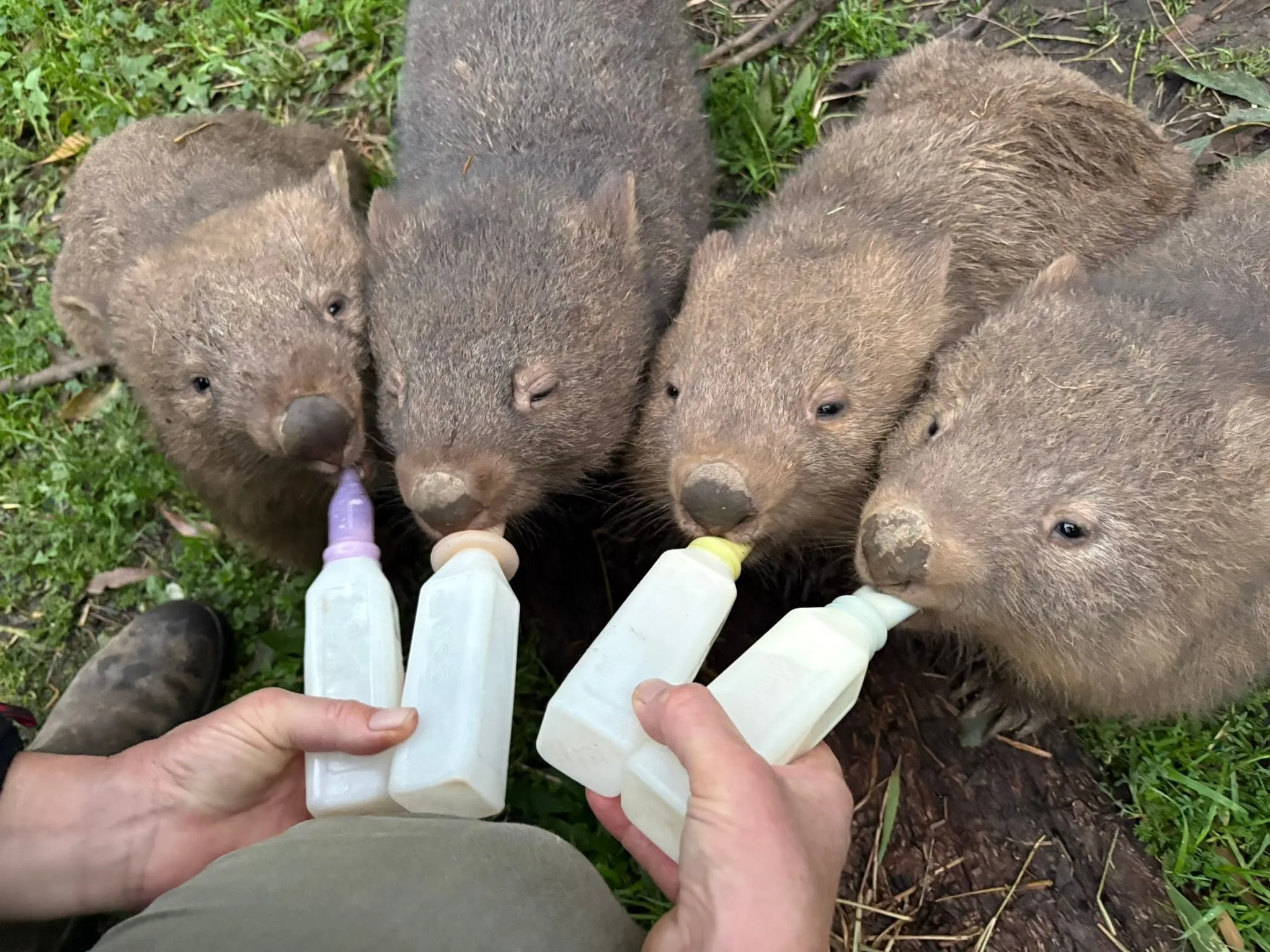 Image of person bottle feeding wombats