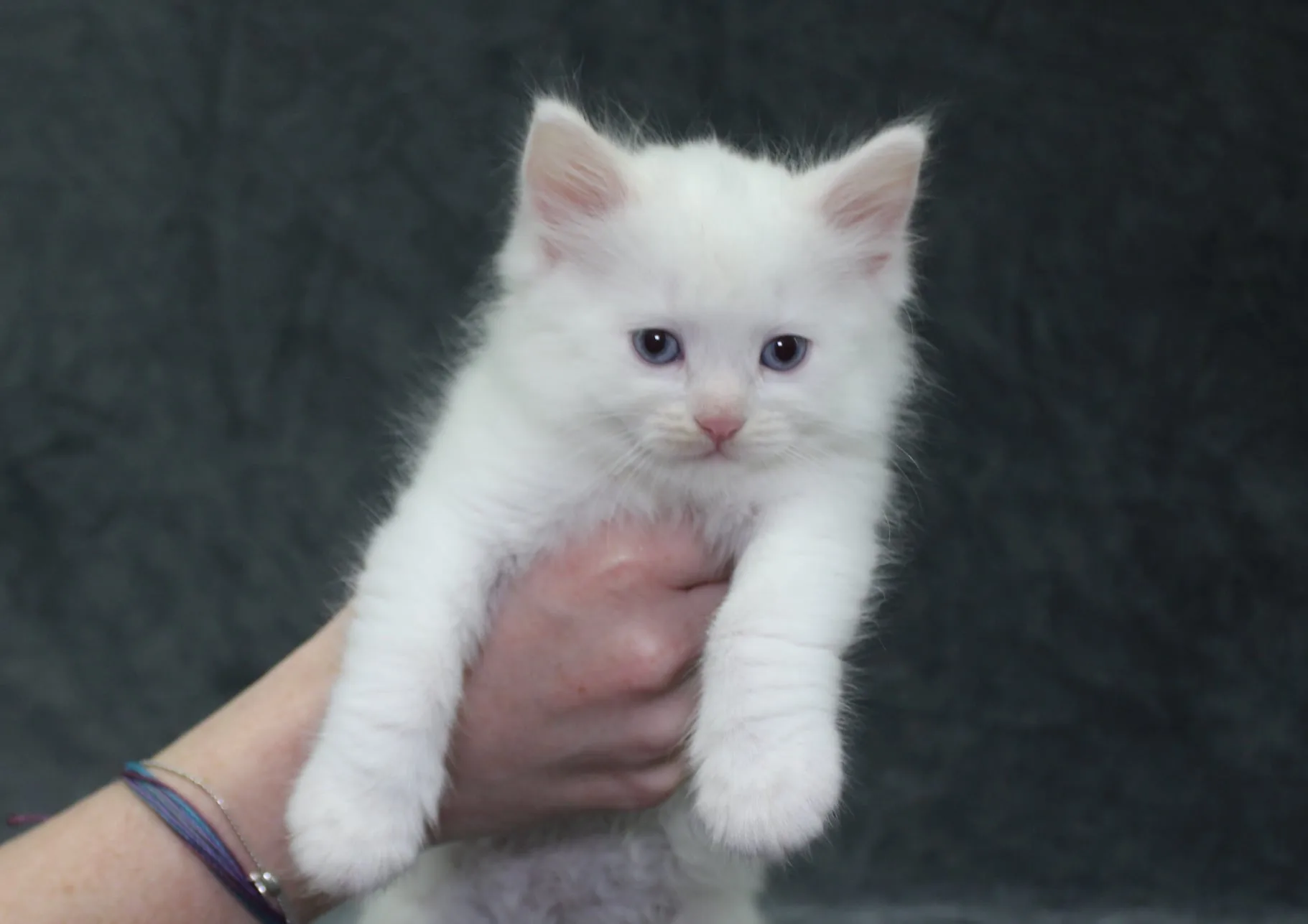 Belle the cat