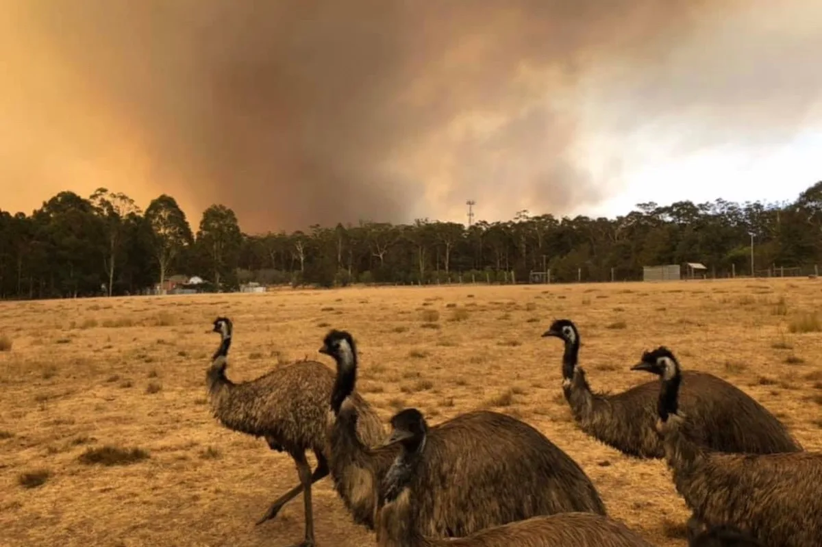 Image of emus on the farm