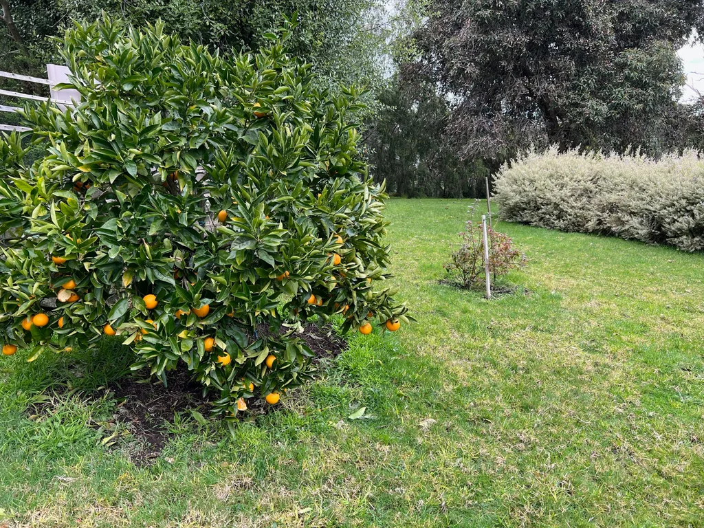 Image of orange tree