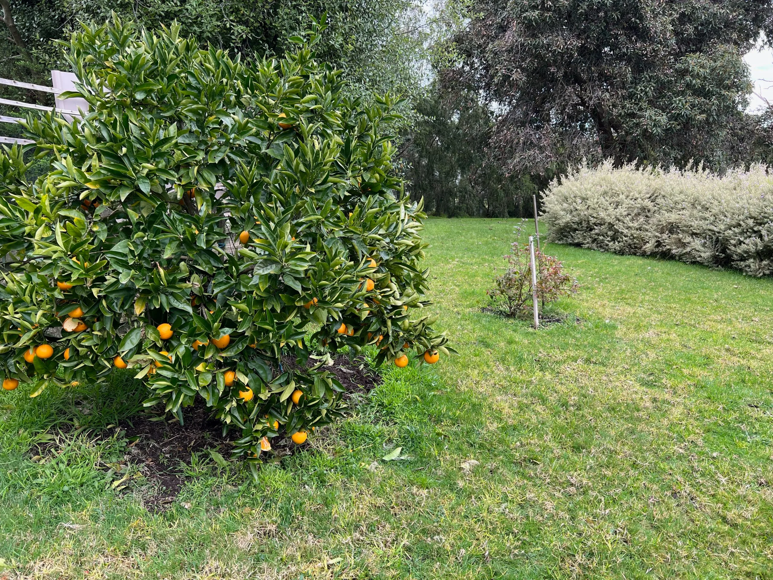 Image of orange tree