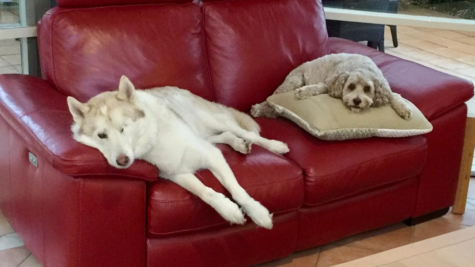 Joey and Coco
