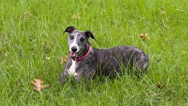 Rufus