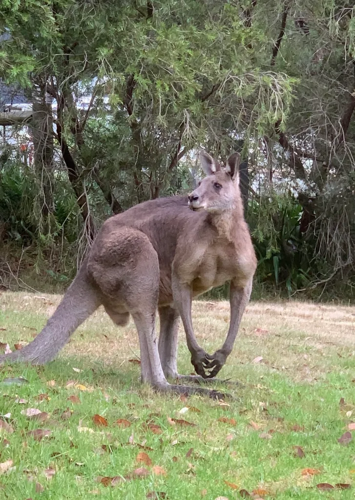 Image of big kangaroo