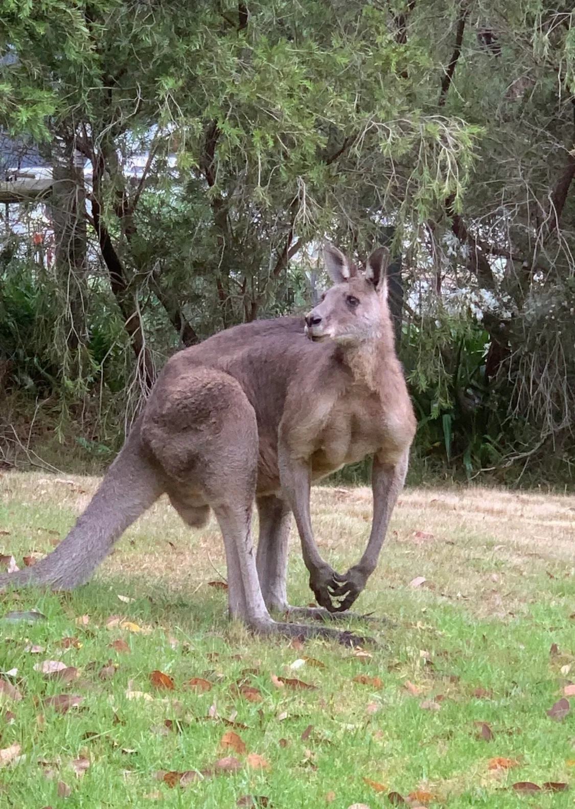 Image of big kangaroo