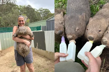 Left image - woman carrying wombat Right image - person bottle feeding rescue wombats