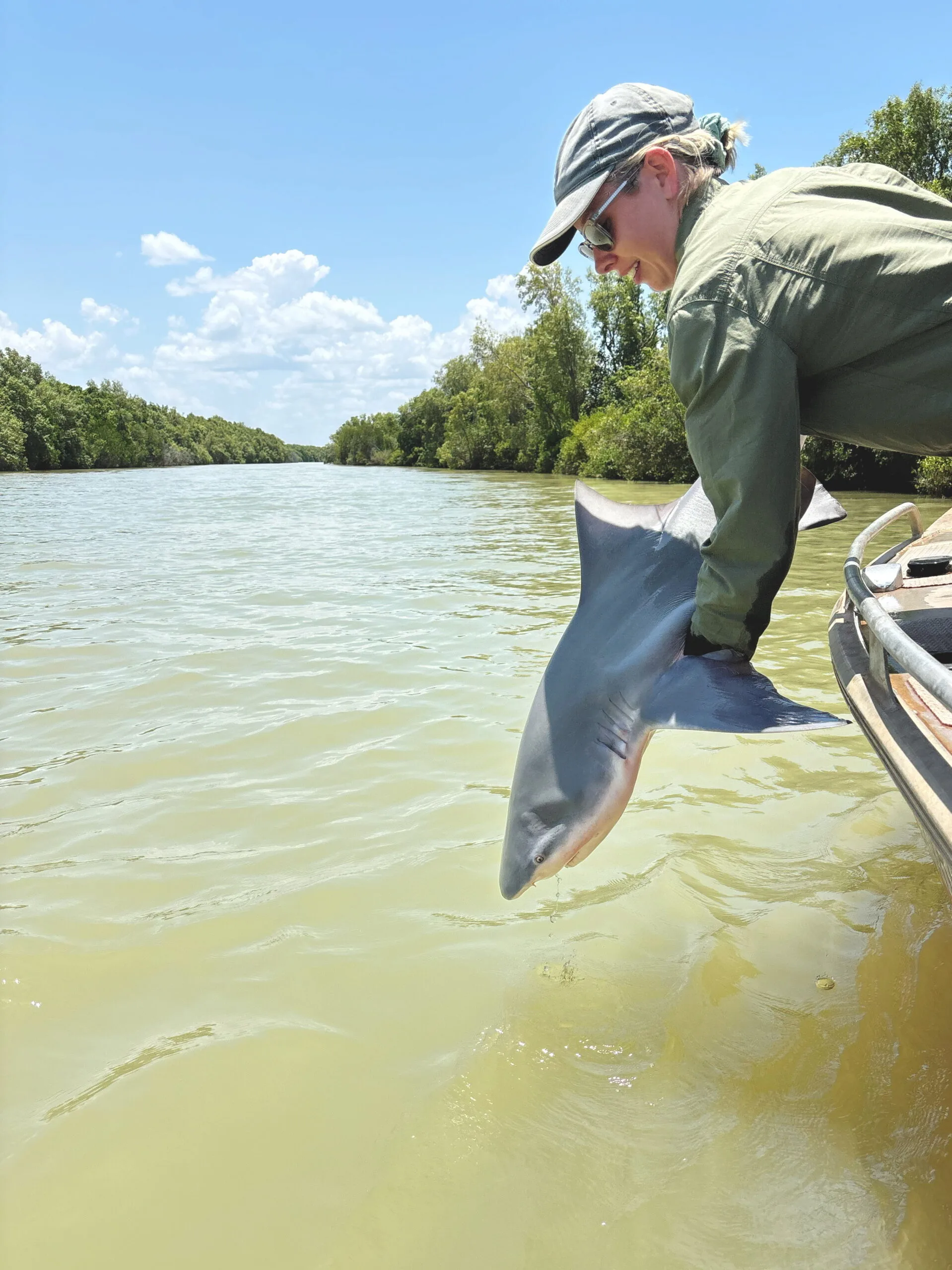 Woman lowering a speartooth shark back into the water from boat.