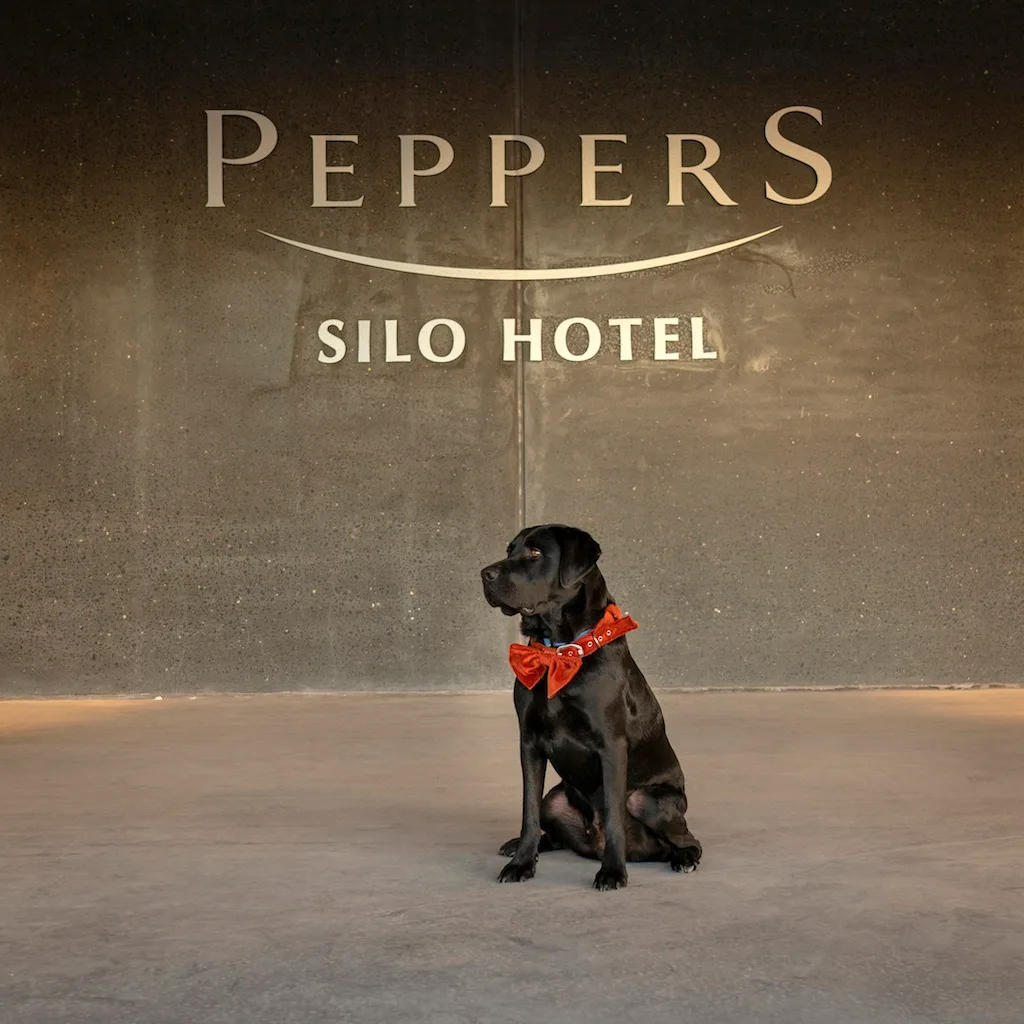 Image of dog with peppers silo hotel