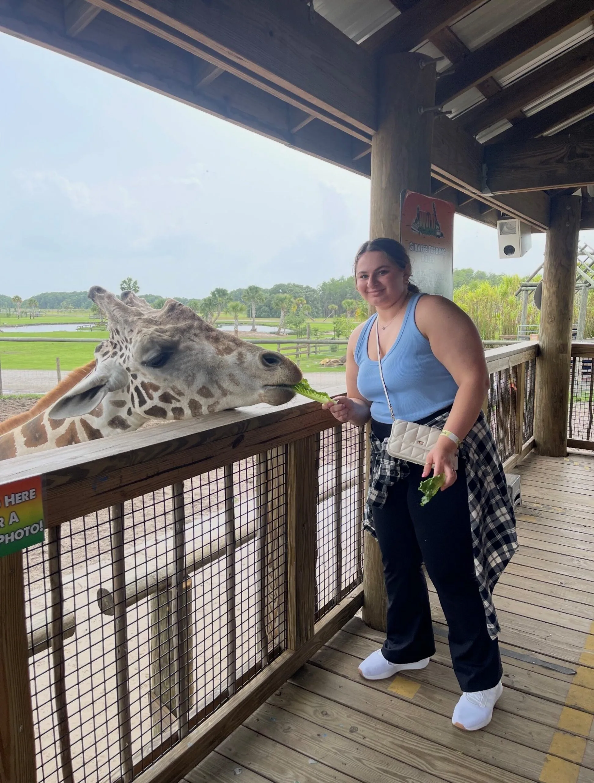 Young woman, overweight, feeding giraffe at zoo and smiling at camera.