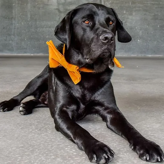 Image of dog with yellow bow