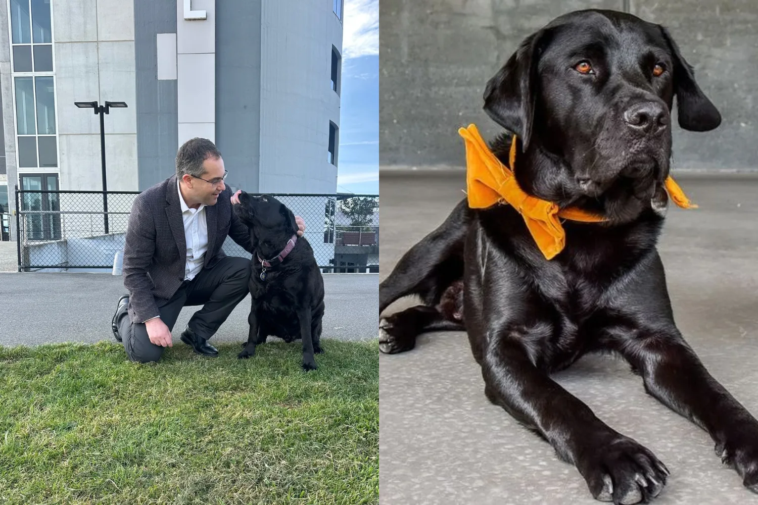 Left image - dog and owner Right image - dog with yellow bow