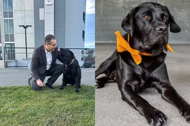 Left image - dog and owner Right image - dog with yellow bow