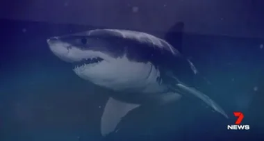 Brave dad tells: How I saved my daughter from monster shark